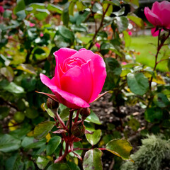 pink rose in garden