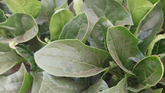 埼玉県入間郡三芳町藤久保にて行っている、ほうれん草の露地栽培の風景です。