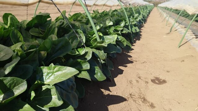 埼玉県入間郡三芳町藤久保にて行っている、ほうれん草の露地栽培の風景です。