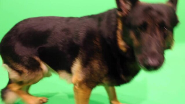 German Shepherd Closeup, German Shepherd Green Screen Closeup, GSD Closeup, Cute German Shepherd
