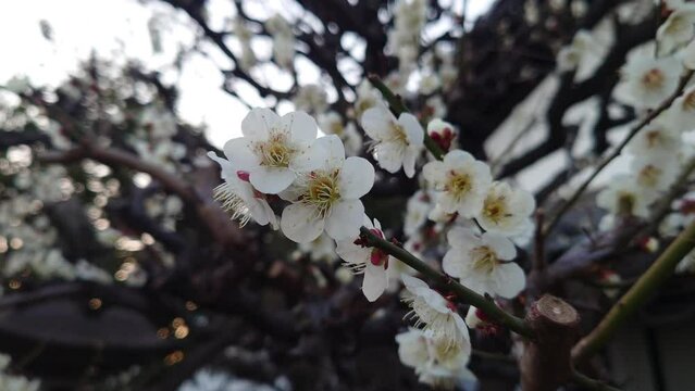 日本に咲き誇る春の花。この季節が一番色が鮮やか