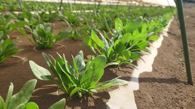 埼玉県入間郡三芳町藤久保にて行っている、ほうれん草の露地栽培の風景です。
