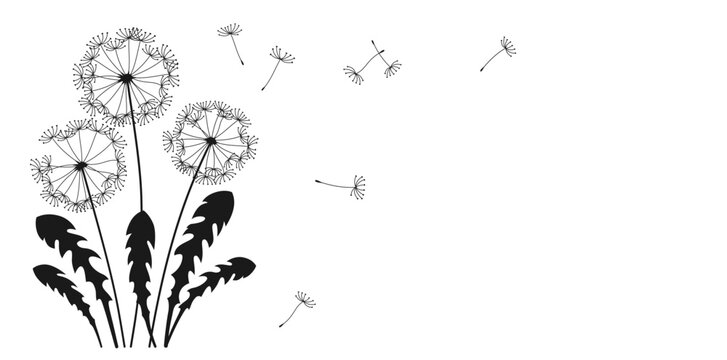Dandelion flying seeds ink silhouette banner. Abstract flowers dandelions blossom black figure shape plants. Botany floral design template, advertising background, poster card, cover invitation vector