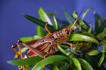 Yellow Cricket on plant