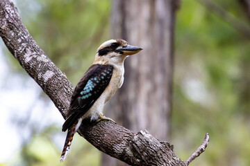 Beautiful unique laughing kookaburra sits on the branch up close spotted in koala bushland national...