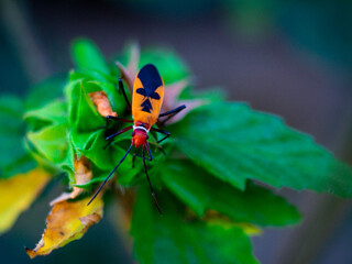 Up Close and Personal: Macro Shots of a Wasp's Intricate Features