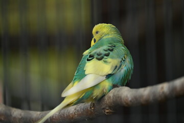 Budgerigars ( Common pet parakeets ). Pet birds native to Australia.