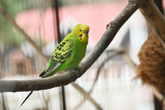 Budgerigars ( Common pet parakeets ). Pet birds native to Australia.