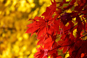 赤と黄の紅葉