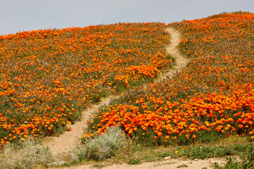 Wild flowers in a Super bloom of orange poppies growing on a hillside in a sea of color in southern California USA