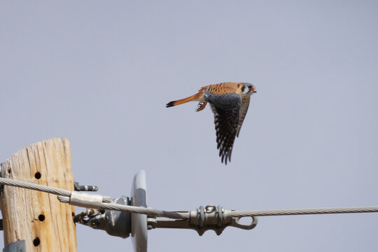 male american kestrel
