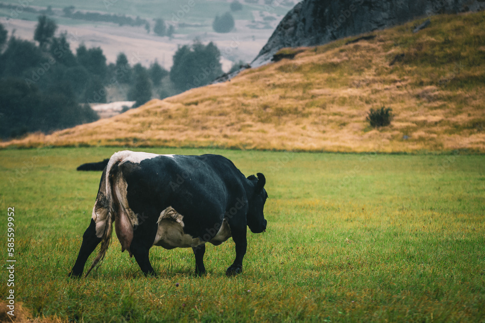 Wall mural cow on a pasture