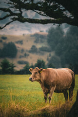 cow in the field