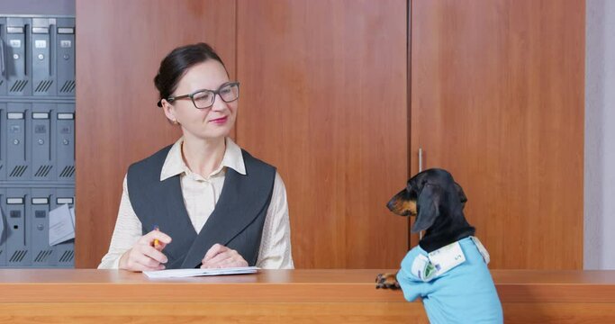 Behind reception desk, an administrator in formal clothes and glasses welcomes dog with money. Guest check-in at dog-friendly hotel reception desk. The client brought money to bank for safekeeping