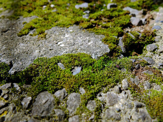 Moss Macro