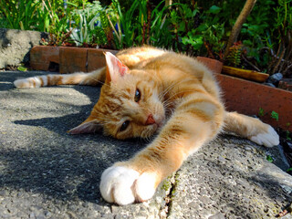 Orange Cat Stretching on the Ground