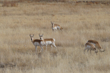 pronghorn antelope