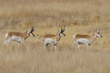 pronghorn antelope bucks