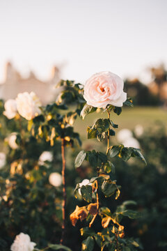 Roses at Sunset