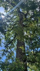 Fototapeta premium tree