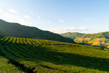 Fototapeta na wymiar tea plantation and green tea plantation