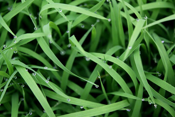 spring season abstract natural background of green rice farm close up with water drop . grass with water drops . 