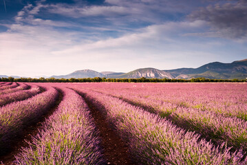 Fototapeta na wymiar Curved rows of lavender at sunset on Valensole plateau