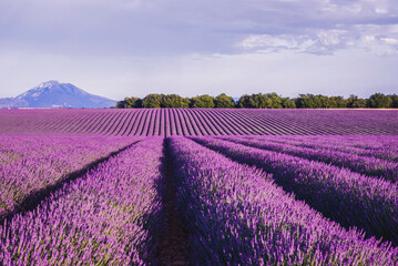 Fototapeta na wymiar Field shape like a wave of lavender