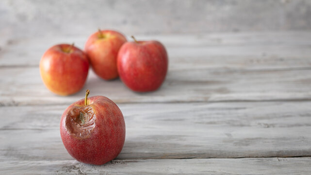 A red rotten disgusting apple separated of good ones. Bad and good separated.