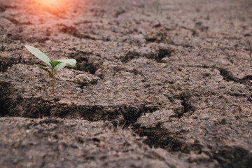 Close up young plant growing up on desolate land.New life concept.Small plants on the crack earth.fresh,seed,Photo fresh and new hopes  concept idea.