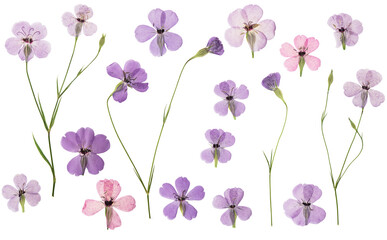 Pressed and dried flowers viscaria. Isolated on white background. For use in scrapbooking,...