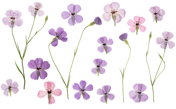 Pressed and dried flowers viscaria. Isolated on white background. For use in scrapbooking, floristry or herbarium.