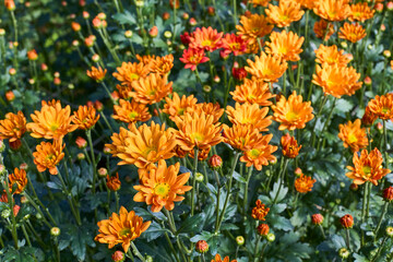 field of yellow tulips