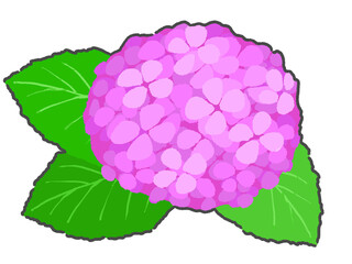 アジサイのイラスト　手描き