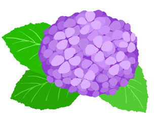 アジサイのイラスト　手描き