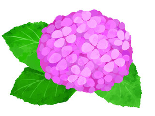 アジサイのイラスト　手描き　水彩風