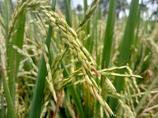 rice plants starting to turn yellow. natural background