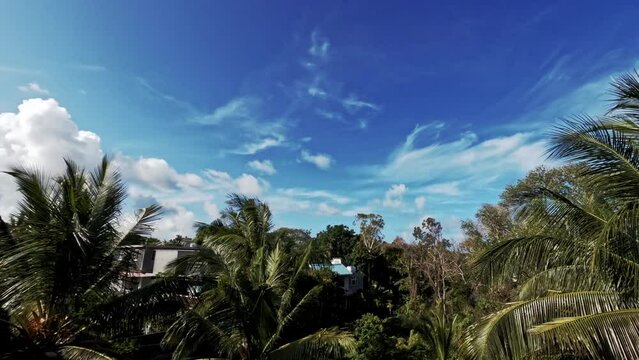 Timelapse Of Palm Trees And Running Clouds In The Sky