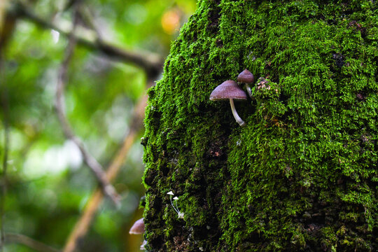 Hongos en troco con muzco verde en ambiente tropical humedo y natural con textura y contraste de selva