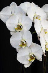 white orchids on black background