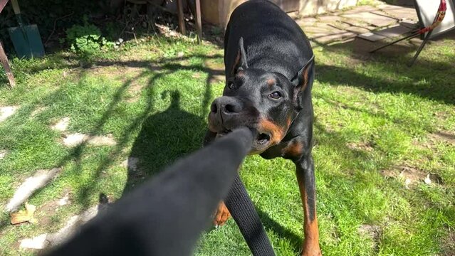 Doberman German Pinscher Dog Playing In The Garden Tug Of War Slow Motion
