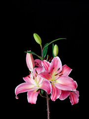 pink lily flower