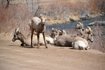 Herd of Bighorn Sheep