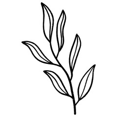 Floral leaf element for wedding card, invitation card, poster, logo design and more.