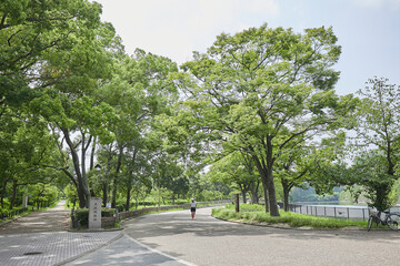 Fototapeta premium 公園と芝