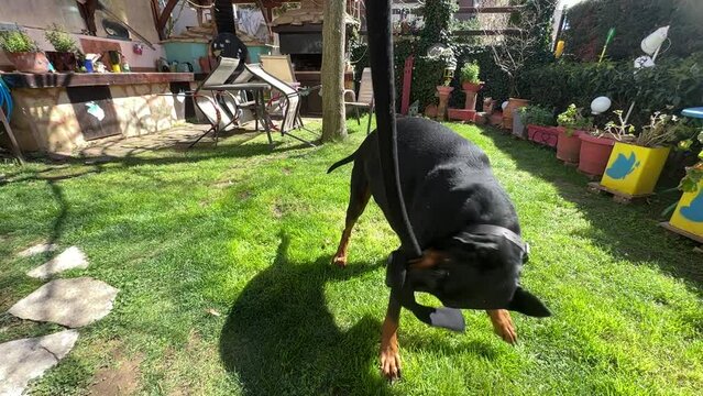 Doberman German Pinscher Dog Playing In The Garden Tug Of War Slow Motion