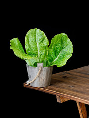 fresh vegetable in a basket