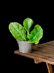 fresh vegetable in a basket