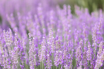 Lavender bushes closeup on sunset. Sunset gleam over purple flowers of lavender. Provence region of France.