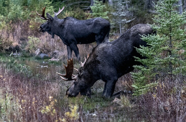 Wilderness Majesty, Bull Moose Drinking at Water's Edge.  Wildlife photography. 